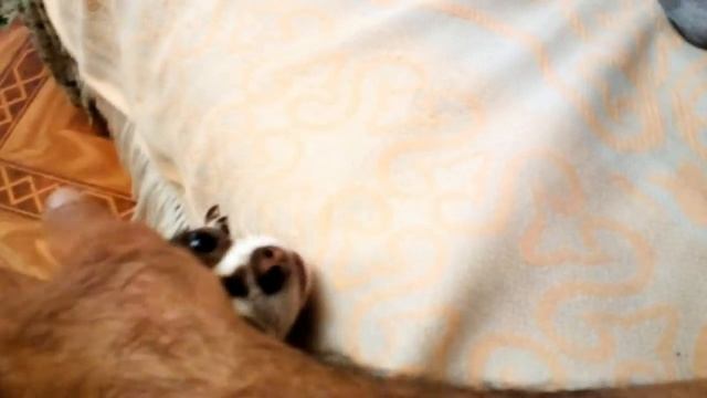 Пулька научилась запрыгивать на диван. Будни. Чихуахуа Пулька и шотландская кошка Буня. 16.08.2021. смотреть онлайн