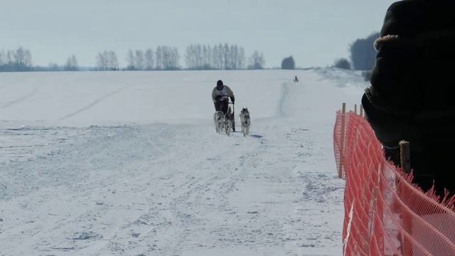 Соревнования ездовых собак.
