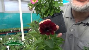 Вегетативные мелкоцветковые петунии