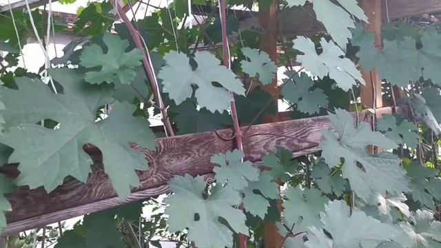 Эксперимент удался! Осенняя посадка черенков винограда. смотреть онлайн