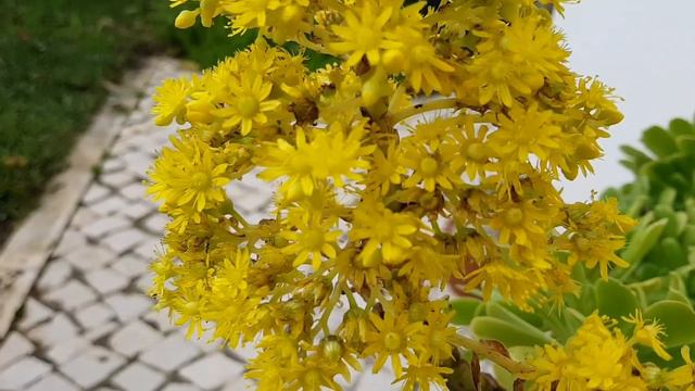 Цветение Эониума. смотреть онлайн