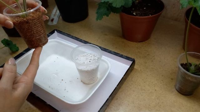 ПЕЛАРГОНИИ: на съёмочной площадке ИВ ГАЛИНА УЛАНОВА (обрезка и укоренение). смотреть онлайн