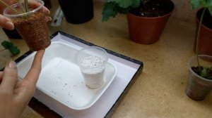 ПЕЛАРГОНИИ: на съёмочной площадке ИВ ГАЛИНА УЛАНОВА (обрезка и укоренение).