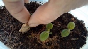 Синнингия Знакомьтесь Уход и полив в домашних условиях