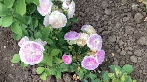 Одна из самых редких роз в России..Голубой Лунный Камень.Blue Moon Stone