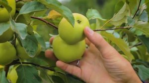 Яблоня ЧУДНОЕ. Один из лучших сортов яблоня для Сибири и Урала