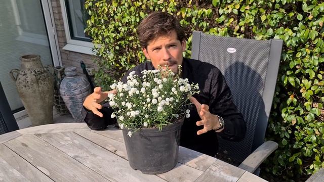 Achillea ptarmica DIADEM смотреть онлайн