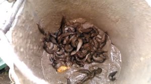 Чистка колодца со слизнями, дезинфекция хлором