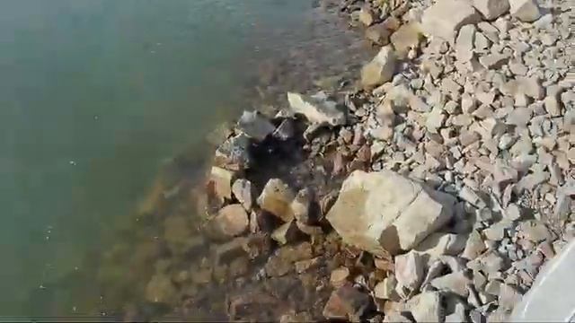 РЫБА НЕ ДАЕТ ПОКОЯ! Сырдарья. Рыбалка в Казахстане. Fishing in Kazakhstan. смотреть онлайн