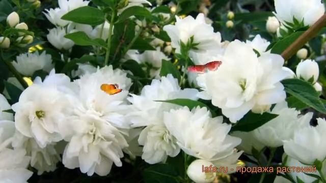 Жасмин садовый Сноубель (philadelphus coronarius) ? обзор: как сажать, саженцы жасмина Сноубель смотреть онлайн