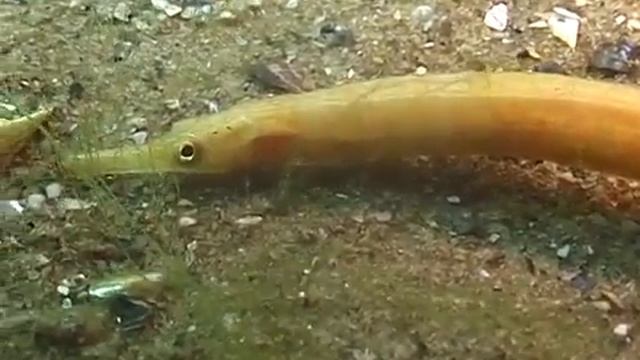 © Рыбы Чёрного моря Морская игла пухлощекая Syngnathus abaster 01 Black striped pipefish смотреть онлайн