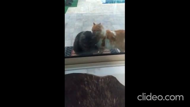 Знай- это любовь! Утренний позитив! This is Love!Morning positive! смотреть онлайн