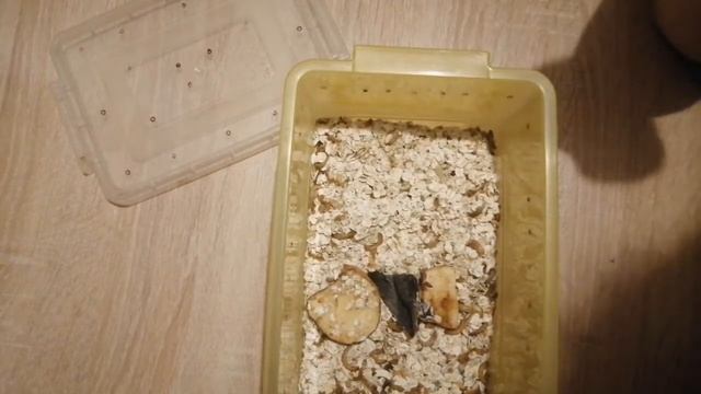 Мучной червь : содержание и разведение смотреть онлайн