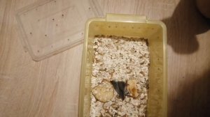 Мучной червь : содержание и разведение