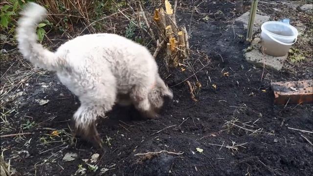 Lagotto Romagnolo style смотреть онлайн