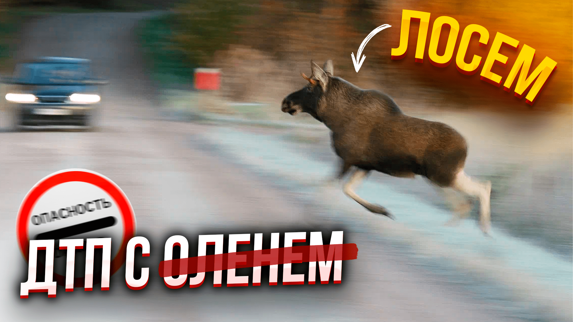 ДТП с ЛОСЕМ: самое опасное время года / Как избежать ДТП с дикими животными смотреть онлайн