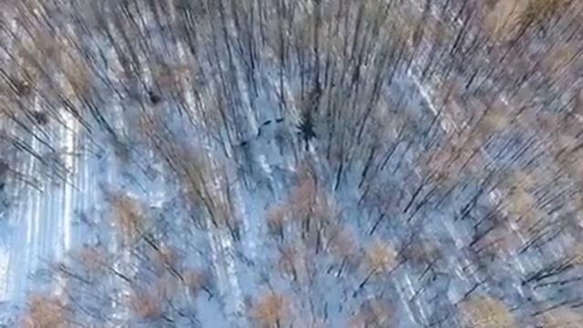 Стая лосей с Дрона смотреть онлайн