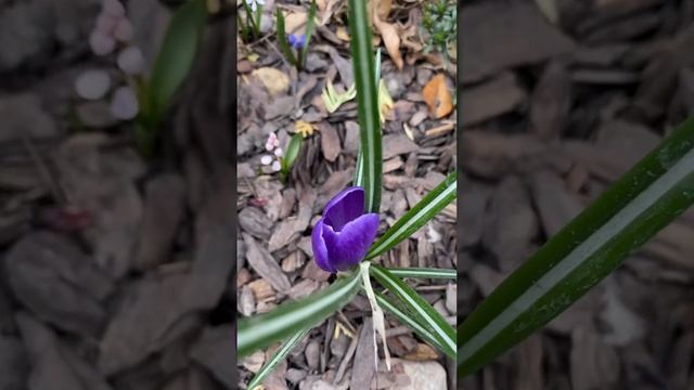 Крокусы, цветение смотреть онлайн