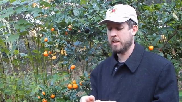 Marmalade and Campari: The Steve Zissou Citrus! смотреть онлайн