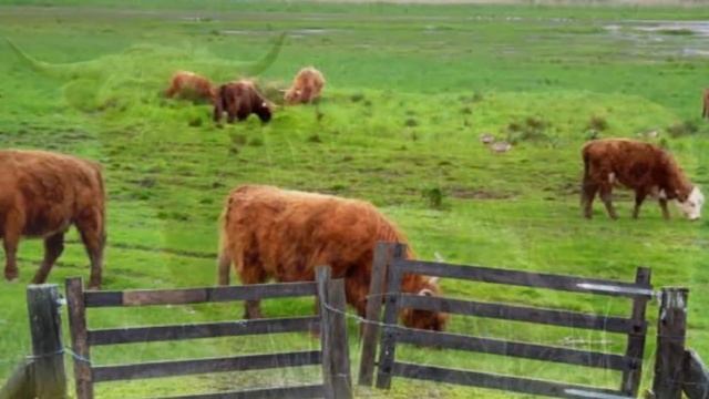 Разведение шотландской породы коров Хайленд как бизнес идея | КРС | Шотландская Корова Хайленд смотреть онлайн