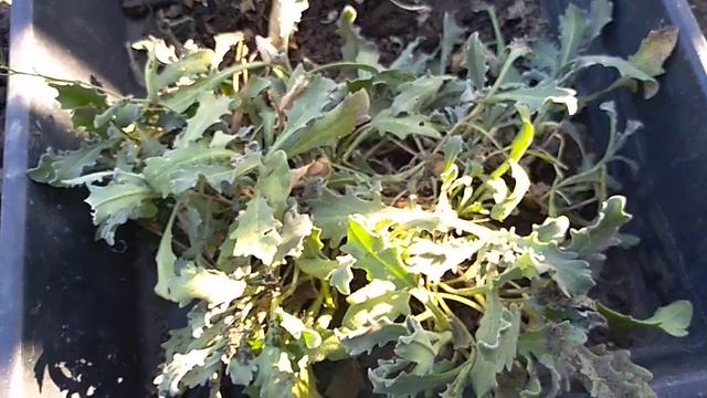 Выбрасываю почвопокровные многолетники. смотреть онлайн