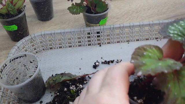 Відсаджуємо дітки бегонії від материнського листа смотреть онлайн