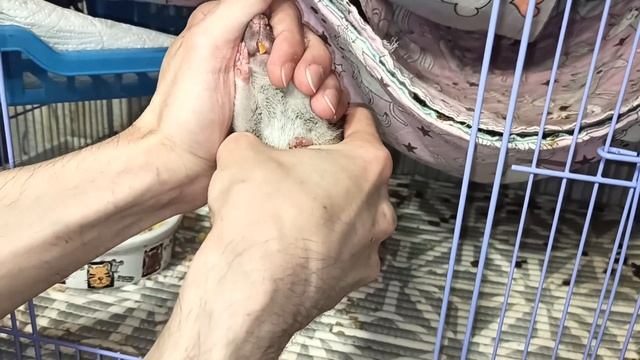 Взять в руки дикого пасюка?! ? Прогресс приручения Люськи, и что сейчас с зубами. ? (Wild Rats) ? смотреть онлайн