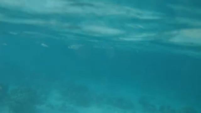 Some more underwater video @ San Blas смотреть онлайн