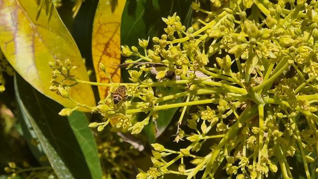 Bee pollinating an avocado flower! 🥑 🐝 смотреть онлайн