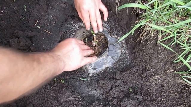 Высадка саженца винограда из контейнера весной на даче (2) смотреть онлайн