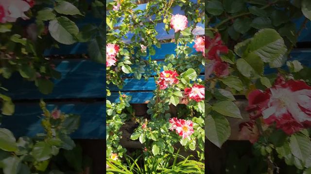 Роза Крези фо ю