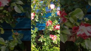 Роза Крези фо ю