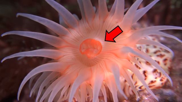Strange Organ Inside a Sea Anemone! - Sea Anemone Dissection смотреть онлайн