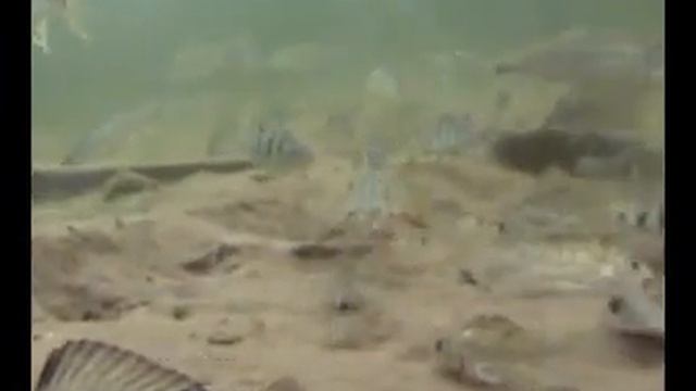 Мушки подо льдом. Анонс смотреть онлайн