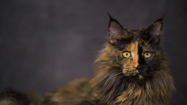 Meet ESSA | A young Maine Coon lady. смотреть онлайн