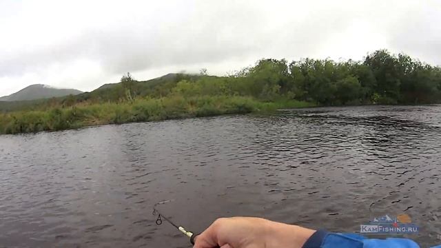 Ловля Камчатской форели и лососей на спиннинг