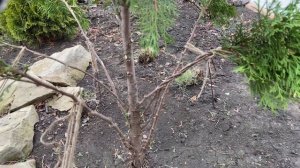 Формирую крону туе Смарагд ?Кардинальная обрезка хвои