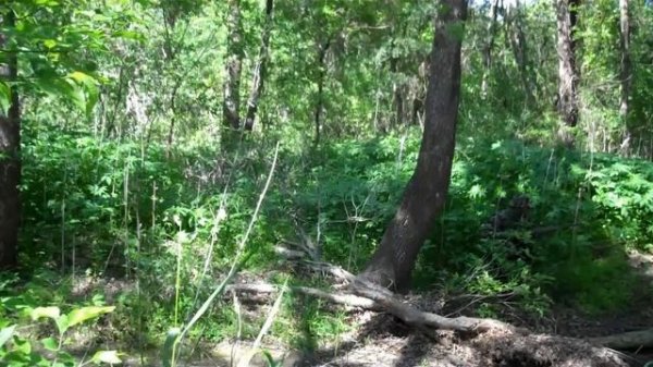 Tiger Stripe Camouflage Effectiveness