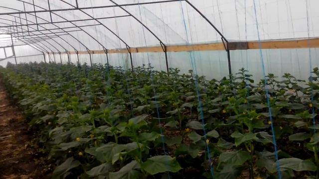 Рекламируем огурец Лютояр? смотреть онлайн