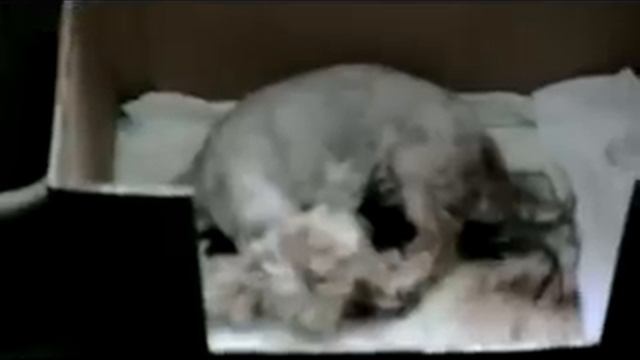 Роды йорка часть_11 смотреть онлайн