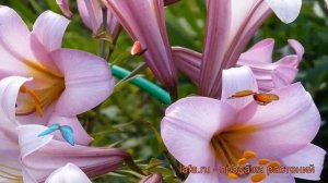 Лилия трубчатая Пинк Планет (lilium) ? Пинк Планет обзор: как сажать, луковицы лилии Пинк Планет
