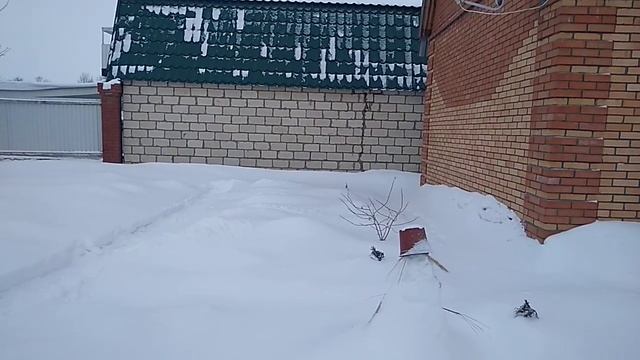 Розы растут на сквозняке.Что делаю чтобы перезимовали. смотреть онлайн