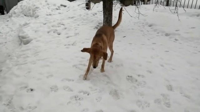 VID 20190313 102324 mp4, г.Павловский Посад,дом.Пьерка пёска гуляет... смотреть онлайн