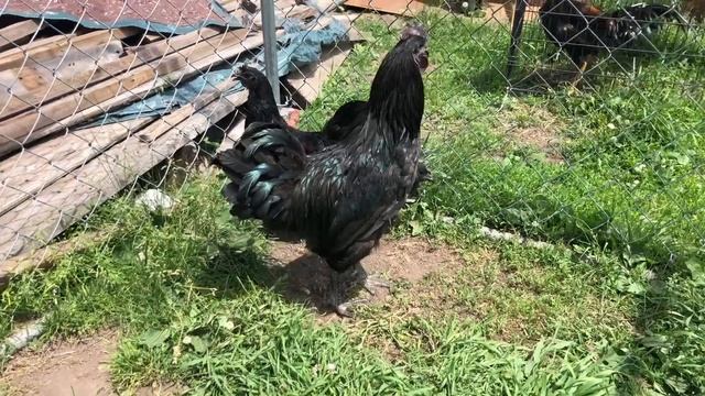 Ayam Cemani Qaib Breeders - Black Meat Chicken смотреть онлайн
