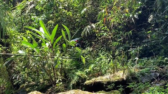 Hiking vlog in Arunachal mountain ⛰ (Bamboo cooked Arunachali food)🎍#
Arunachal Pradesh#Northeast смотреть онлайн