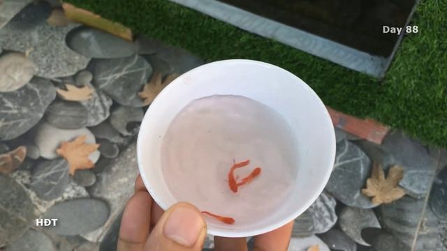 Aquarium (Koi guppies) 100 gallons /After 4 months ? hồ cá (bảy màu Koi) 380 lít /sau 4 tháng смотреть онлайн