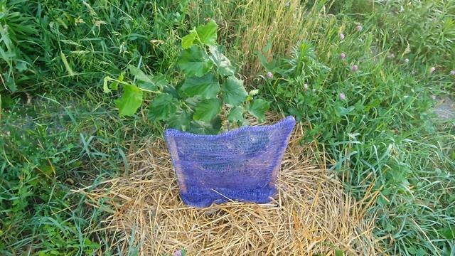 ???ЖАРА+болезни убивают растение+ФУНДУК смотреть онлайн