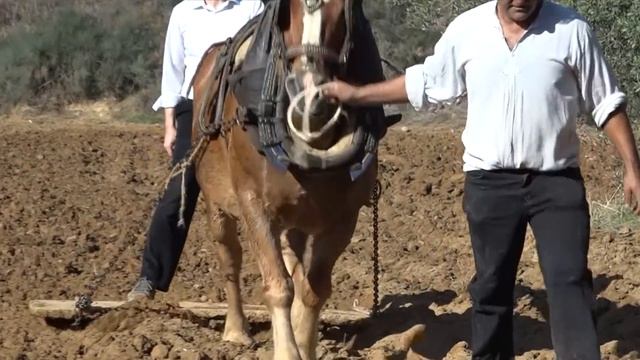 La SIEMBRA del cereal con caballerías. Técnica ancestral para labrar y sembrar el campo | Documenta смотреть онлайн