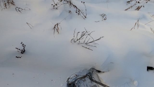 Самодельная мотособака. Тест драйв снегохода. Построили Дрындалет. Новый трофей. мужской канал смотреть онлайн