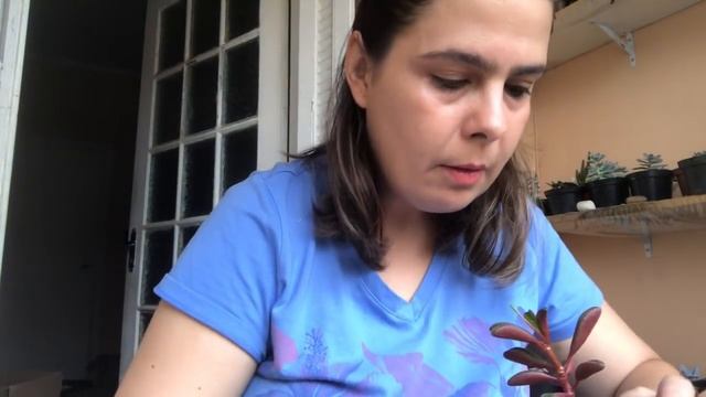 Peperomia Graveolens Ou Peperomia Ruby Glow